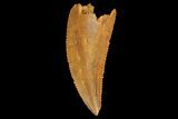 Serrated, Raptor Tooth - Real Dinosaur Tooth #176153-1